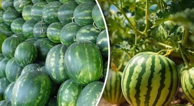 Какой гибрид арбуза самый лучший? Какой гибрид арбуза самый лучший?