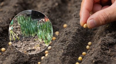 Не боятся заморозков: какие культуры можно смело сеять в холодную почву