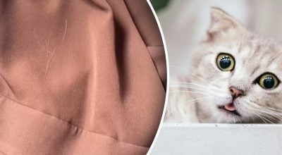 І валик не потрібен: як прибрати шерсть з одягу та меблів