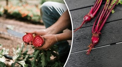 Соседи будут смеяться: какие растения портят урожай свеклы