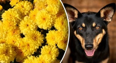 Китайский гороскоп на завтра Китайский гороскоп на завтра