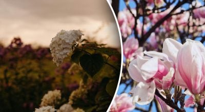 Какие растения нельзя обрезать весной