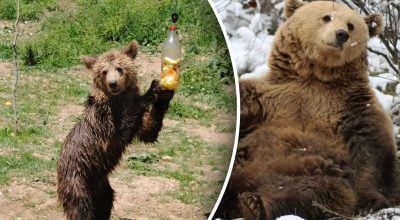 Жизнь медведицы перевернулась, после того как ее выпустили из клетки