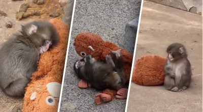 История обезьянки Панча получила неожиданное продолжение - что с ним случилось