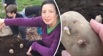 Как американцы сажают картошку: необычный способ без перекопки