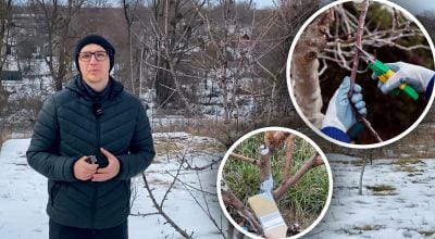 Коли обрізати дерева, щоб не втратити врожай: названо оптимальні строки