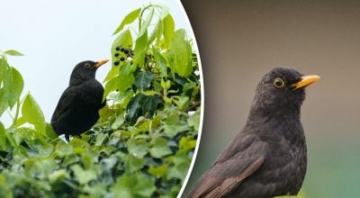 Жодної містики: чому насправді на подвір'я постійно прилітає чорний птах