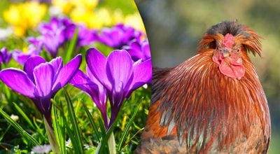 Китайський гороскоп на завтра 6 березня: Зміям - сварки, Півням - негатив