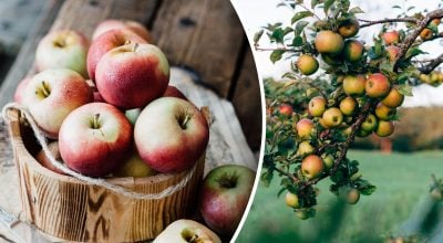 Що посадити біля яблуні