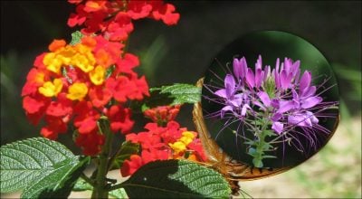 Що краще не садити на клумбі: список проблемних однорічних квітів