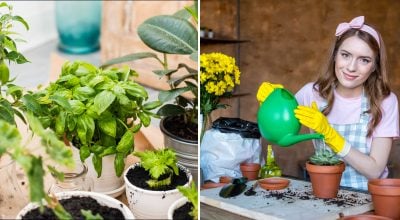 У ґрунту теж є термін придатності: як зрозуміти, що земля для квітів зіпсувалася