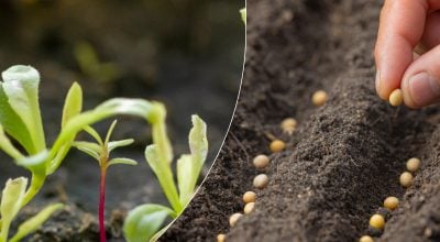 Як отримати майже 100% сходів насіння: городник розкрив простий суперспосіб