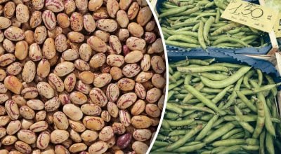 Як правильно виростити квасолю на городі