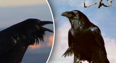 В Україні мешкають птахи, які можуть жити значно довше за інших пернатих