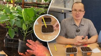 Рассада, перец