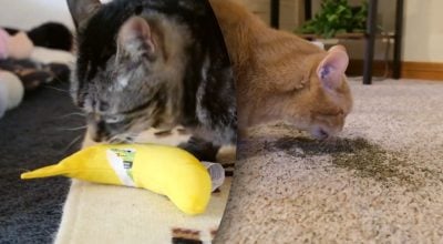 Почему кошки 