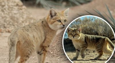 Гавкає як собака та полює на гадюк: чому ця кішка вражає навіть вчених