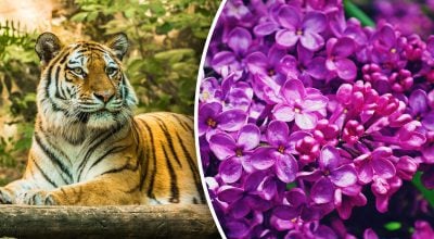 Китайський гороскоп на завтра 7 березня: Тиграм - конфлікти, Собакам - роздратування