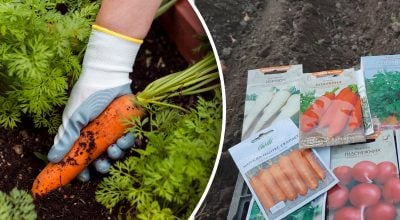 Будет как с картинки: чем подкормить морковь весной для хорошего урожая