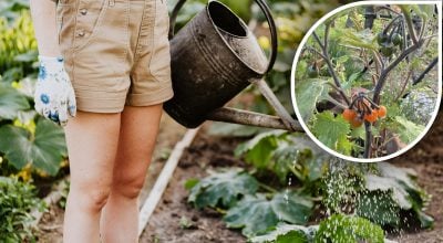 Женщина заметила странные плоды во дворе