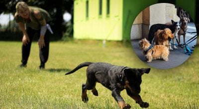 3 породы собак, которые ведут себя хуже всего: список удивил владельцев