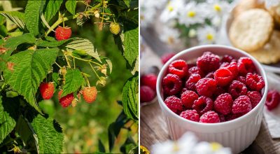 Как получить 300 кг малины с небольшого участка: рецепт чудо-подкормки