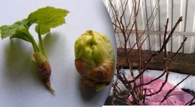 Для чого поливати смородину окропом?