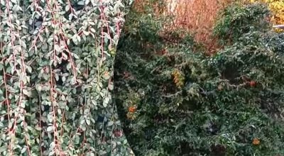 Які рослини залишаються зеленими навіть взимку - ідеї для красивого саду