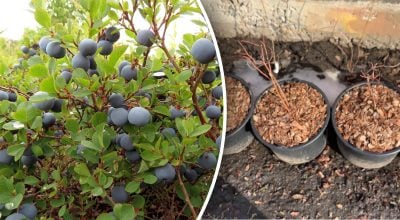 Что делать с голубикой весной - основные процедуры для хорошего урожая