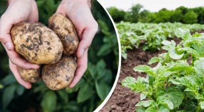 Вырастут действительно крупные клубни: чем стоит обработать картофель перед посадкой