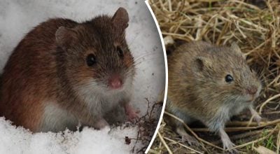Як вигнати мишей із городу
