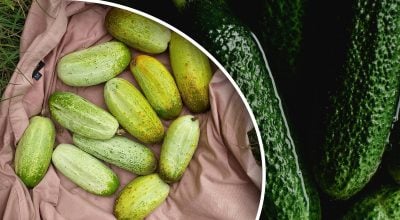 Урожай огірків може пропасти повністю: які сусіди шкодять їм найбільше