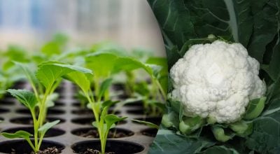 Як правильно сіяти капусту на розсаду - терміни та важливі нюанси