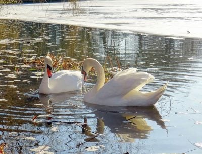 Резкое потепление накроет Ровенскую область: синоптики удивили прогнозом Резкое потепление накроет Ровенскую область: синоптики удивили прогнозом