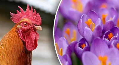 Китайский гороскоп на завтра, 10 марта: Петухам - тревога, Собакам - долги