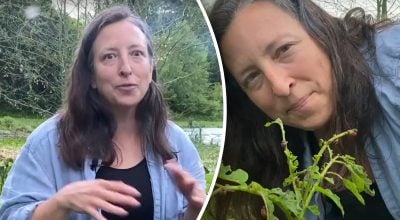 Як американці борються з колорадським жуком: без отрут і хімії