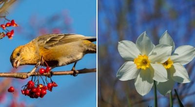 Справжня весна охопить Житомирщину: коли очікується до +17 тепла