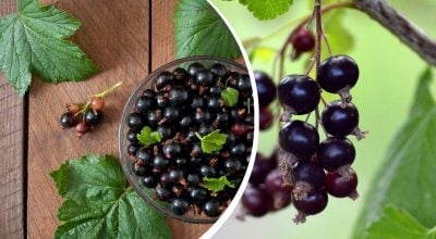 Буде великий урожай смачних ягід: чим слід підживити кущі смородини навесні