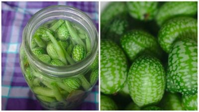 мексиканський огірок, Melothria scabra, кукамелон