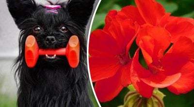 Китайський гороскоп на завтра, 11 березня: Собакам - біль, Коням - ризик