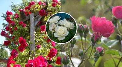 Как правильно обрезать розы после зимы: секрет пышного цветения