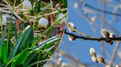 Антициклон приніс справжню весну на Житомирщину: коли очікується найтепліший день тижня