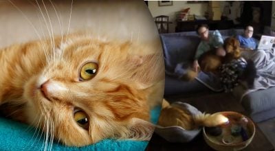 Кішка підпалила хвіст