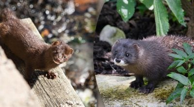 На Волині завелася американська норка: чим небезпечний хижак-"іноземець"