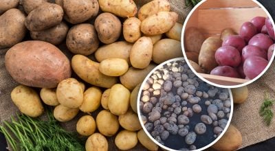 Сорта картофеля, не боящиеся климатических изменений - народный топ выбора