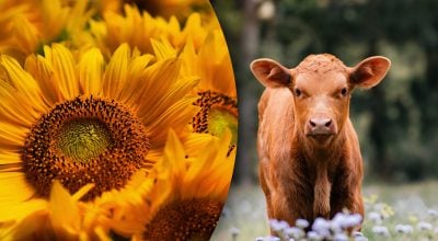 Китайський гороскоп на завтра, 12 березня: Бикам - гнів, Півням - образи