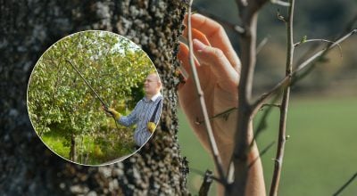 Як врятувати сад від шкідників навесні: інструкція з першого обприскування