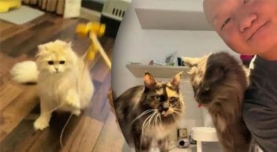 Кошки помогли мужчине стать богаче 1 млн гривен