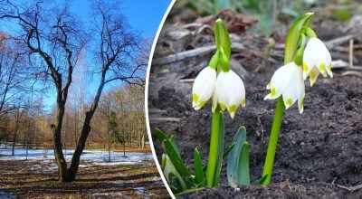 Прогноз погоди у Рівному та області на 12 березня