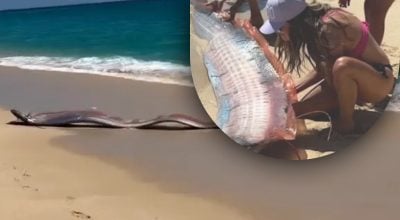 Селедковый король на пляже